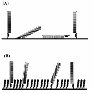 Figure 2.4. Scheme of the functionalization of the gold electrodes with (A) the thiolated ssDNA probe and  finally with (B) the alkanethiol, to form a mixed monolayer 