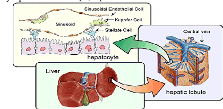 Figure  1.1.  Components  of  a  healthy  liver.  The  image  shows  a  healthy  liver  (in  the  center),  the  composition of a hepatic lobule (in the right),  and the constituent cells of the liver (in the top)