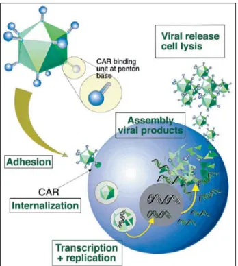 Figure  1.6.  The  replication  cycle  of  an  adenovirus  vector.  The  image  depicts  the  replication  of  an  adenovirus vector in the cells, encoding the desired proteins