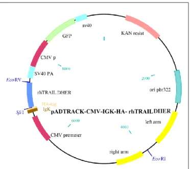 Figure  3.2.  The  constructed  vector  pADTRACK-CMV-IGK-HA-rhTRAIL  DHER.  This  vector  contains the gene that confers resistance to kanamycin