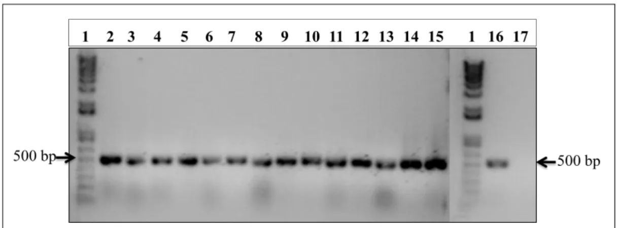 Figure 3.4 The plasmid constructed and the original shuttle plasmid. (A) Vector pADTRACK-CMV- IGK-HA-rhTRAIL  DHER  showing  the  restriction  endonucleases  cuts;  (B)  Vector   pADTRACK-CMV-IGK-HA-PDGF-sTRAIL showing the restriction endonucleases cuts