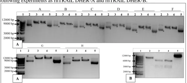 Figure 3.5 Restriction endonuclease digestions for the generated clones of pADTRACK-CMV-IGK-HA- pADTRACK-CMV-IGK-HA-rhTRAIL DHER