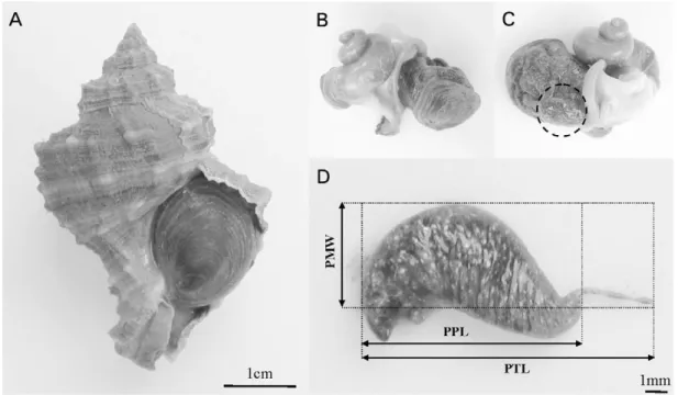 Figure 1. Illustration of the sequential procedures for the measurements of male and imposex-affected female penis of Hexaplex (Trunculariopsis) trunculus