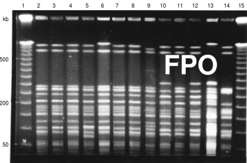 FIGURE 1. Pulsed-field gel electrophoresis patterns of S. enteritidis isolates generated by enzyme  XbaI
