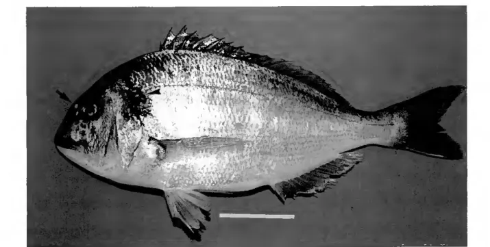 Figure 4. Photograph showing a left lateral view of an adult sea bream. The darker zone at the  origin of the lateral line is indicated by an arrowhead and the golden coloured bar across the  forehead is indicated by an arrow