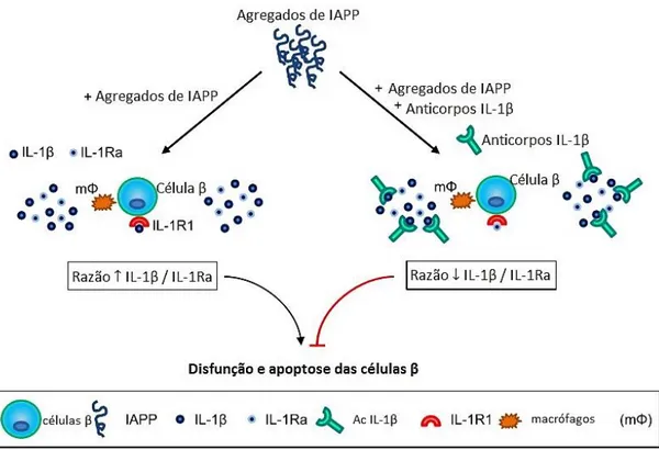 Figura  5.1.  Mecanismo  proposto  para  a  inflamação  dos  ilhéus  de  Langerhans  induzido  por  agregados do polipéptido amiloide dos ilhéus pancreáticos (IAPP)