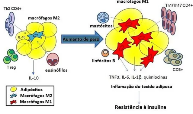 Figura 5.2. Representação da atividade dos macrófagos M2 e M1 nos adipócitos. No tecido adiposo magro  de um indivíduo saudável os linfócitos T auxiliares 2, os linfócitos T reguladores e os eosinófilos promovem a  secreção de macrófagos de tipo 2 (M2), qu