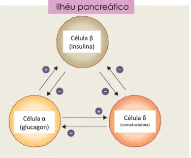 Figura  4.1:  Esquema  representativo  das  interações  existentes  entre  as  várias  células  endócrinas dos ilhéus pancreáticos