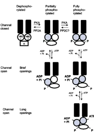 Figura 2 – Modelo de activação do canal CFTR (Vankeerberghen et al)  10 