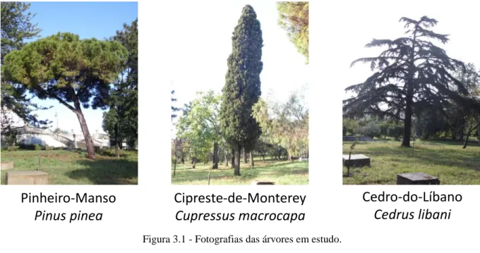 Figura 3.1 - Fotografias das árvores em estudo. 