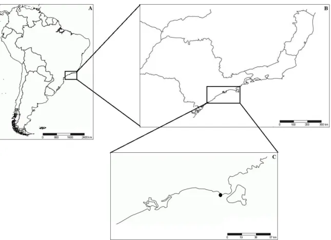 Figure 3.1.1 - Study area showing the position of Brazil (A), the State of São Paulo (B), and  Barequeçaba Beach (C), which is indicated by a black dot