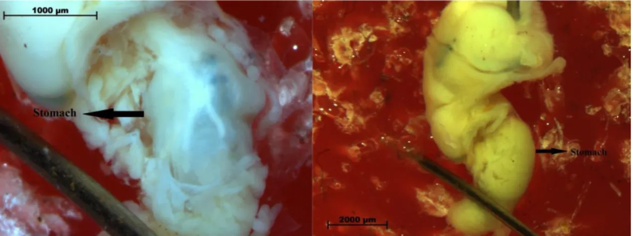 Figure  3.2.1.1  -  Dissection  process  of  the  stomach  of  Olivella  minuta  (Source:  Leonardo  Yokoyama) 