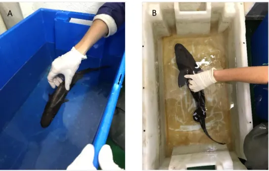 Figure 2.3: A, B Live sharks being handle inside the containers with sea water. 