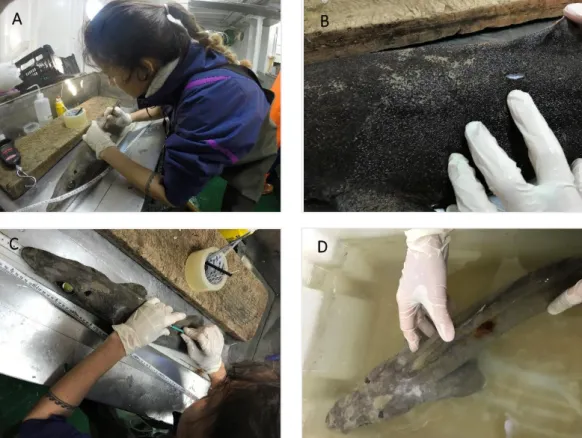 Figure 2.4: Muscle collection procedure and bandage for the live sharks. A Incision on the skin with a scalpel; B, wound  opened; C incision with the biopsy punch and D wound with bandage