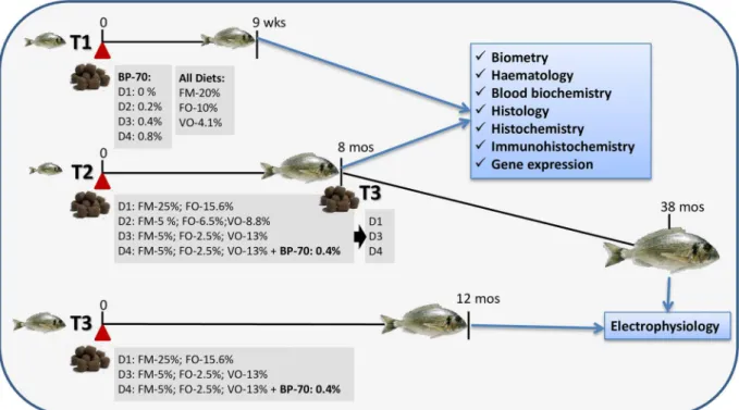 Fig 1. Diagrammatic summary of the different gilthead sea bream feeding trials (T) showing their timing, the main features of diet composition and the analyses performed at the end of each of them.