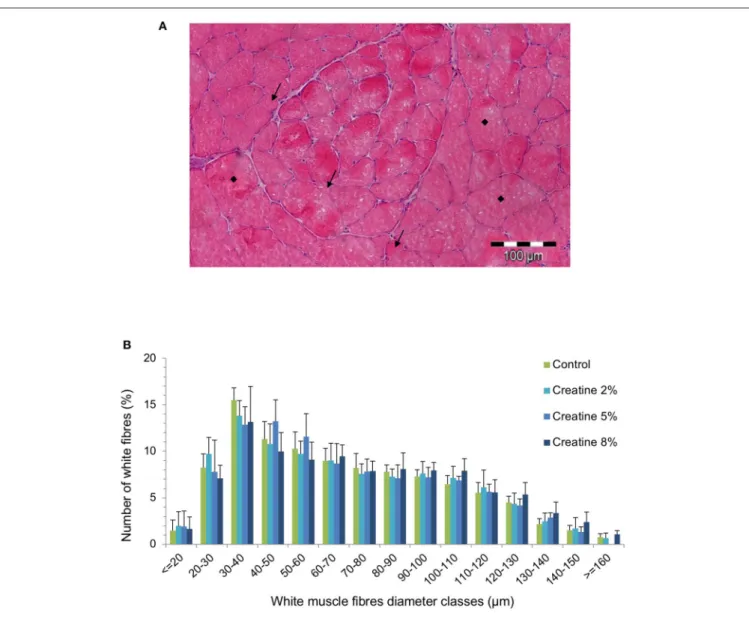 FIGURE 2 | Cross section of skeletal white muscle in a juvenile gilthead seabream fed 5% Creatine diet, showing newly (i.e., small [arrow]) recruited muscle fibers between older (i.e., large  ) muscle fibers (A), and white muscle fiber diameter classes of 