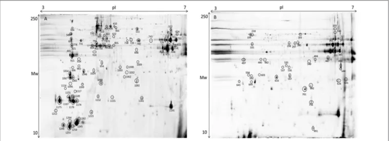 FIGURE 8 | Representative 2D-DIGE gel of protein extraction of muscle of gilthead seabream in a pH range of 3–7