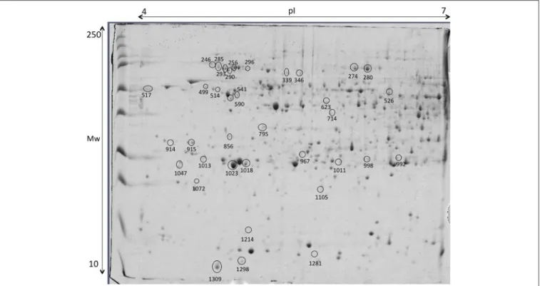 FIGURE 9 | Representative 2D-DIGE gel of liver of gilthead seabream in a pH range of 4–7 on a 12.5% polyacrylamide gel