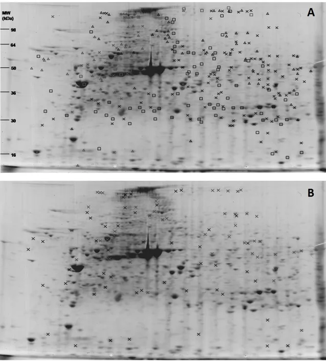 Figure  2.1.  Two-dimensional  gel  electrophoresis  of  white  seabream  larval  whole-body  proteome showing protein spots which displayed statistically significant variation between (A)  larvae fed the control diet and larvae fed diets L and H; and (B) 