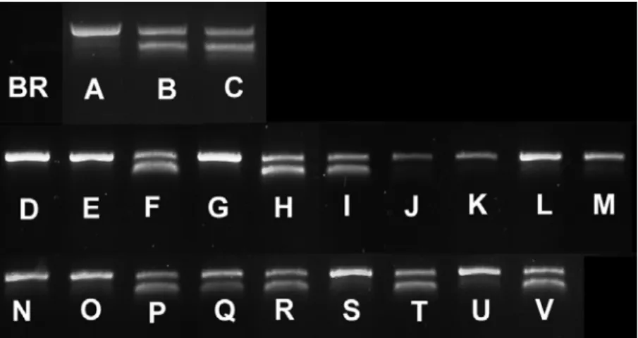 Figura 9 – Fotografia dos resultados das electroforeses realizadas, onde a presença de duas bandas  representa uma fêmea (ex: B) e uma banda representa um macho (ex: D)