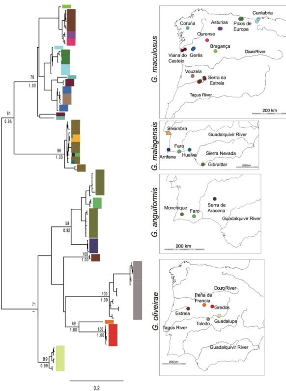 Figure 2.  Phylogenetic relationships of Geomalacus based on a maximum likelihood analysis of 100 unique  COI haplotypes from 21 sampling sites