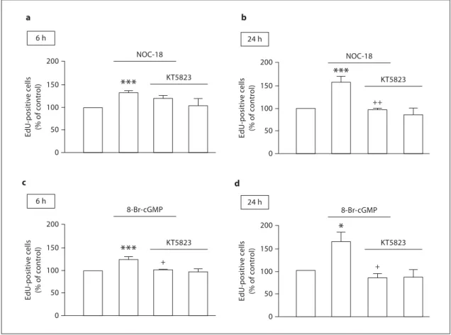 Fig. 6.   Involvement of the cGMP/PKG signaling pathway in the  proliferation of neural stem cells