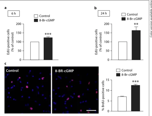 Table 2.   Cell viability in neural stem cell cultures following expo- expo-sure to NOC-18 with or without U0126 or ODQ