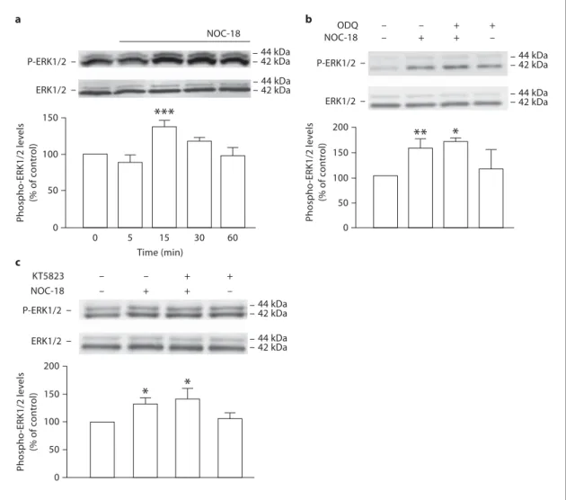 Fig. 4.   NO activates the ERK/MAPK pathway in a cGMP-inde- cGMP-inde-pendent manner.             a   Time course analysis of the phosphorylation  of ERK1/2 following exposure to NOC-18 (10                           ␮   M  )
