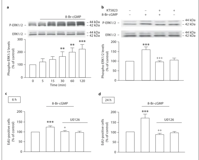 Fig. 5.   The cGMP analogue 8-Br-cGMP increases the phosphory- phosphory-lation of ERK1/2