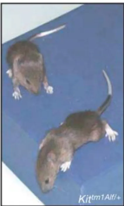 Figure 2 Heterozygote mouse, genotype and phenotype (adapted from [19]) 