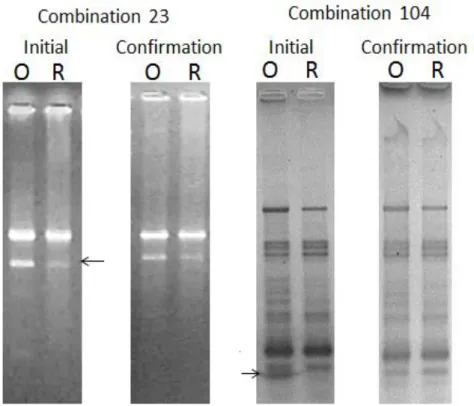 Figure  5  Example  of  two  combinations  of  Multi-RAPD  differential  display  patterns  that  presented  differences, but were proven to be false after repeating the tests with different biological samples