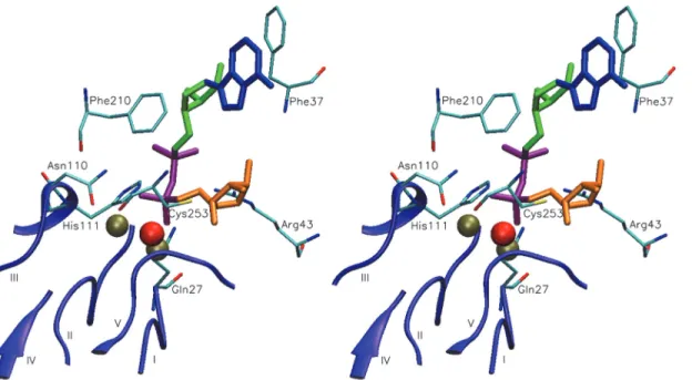 Fig 2. Stereogram of ADP-ribose docked to the active site of the model structure of human ADPRibase-Mn: identification of interacting amino acids