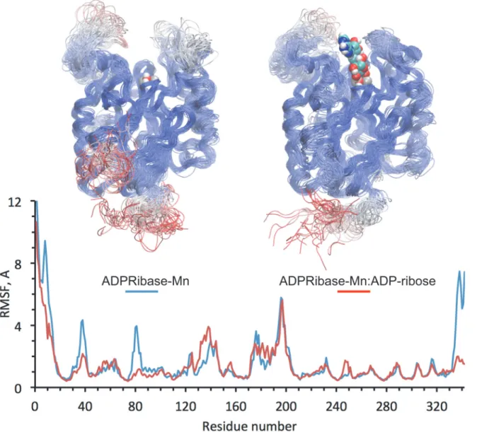 Fig 3. Molecular dynamics simulation of the complex of modeled human ADPRibase-Mn with ADP-ribose, and its comparison to the substrate-free enzyme