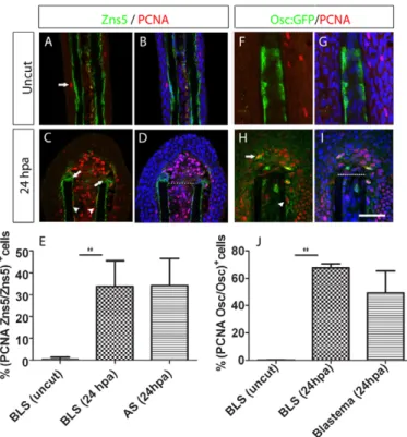 Fig. 3. Proliferation of bone-lining cells increases upon amputation of the caudal fin