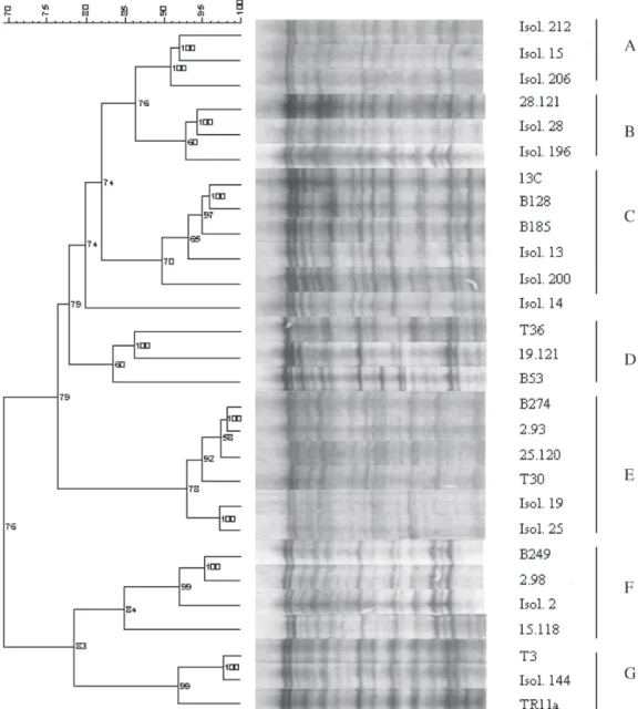 Fig. 1. Dendrogram and respective CFLP patterns of the 12 isolates and 16 cloned standards