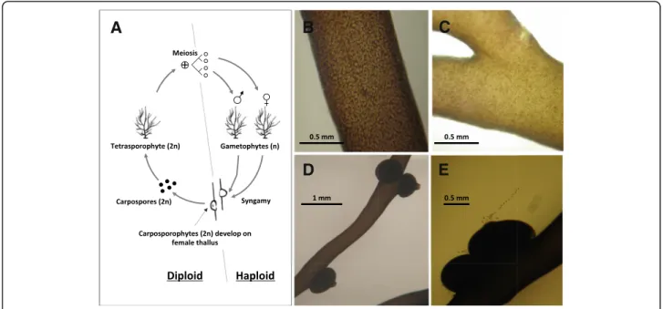 Fig. 1 Isomorphic biphasic (haploid-diploid) life-cycle of Gracilaria chilensis. a Life cycle showing the free-living tetrasporophytes (diploids) and dioicious gametophytes (haploids, male and female) stages