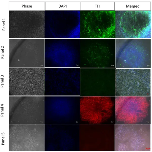 Figure 3.5 Differentiation of hESc into DA neurons. Analysis by immunofluorescence was performed