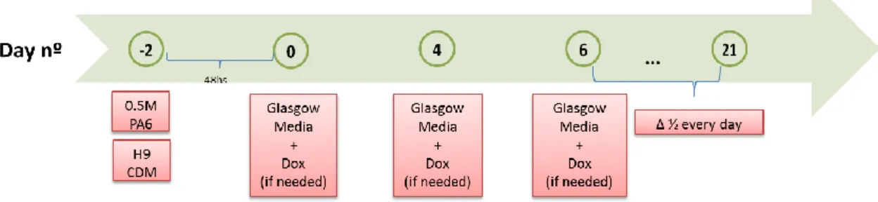 Figure 3.8 Schematic representation of the differentiation protocol