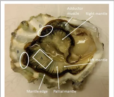 FIGURE 1 | C. gigas interior with the two mantle halves exposed. Sampling for Ussing chamber experiments were taken from area A (pallial mantle) and for qPCR analysis from areas B and D (mantle edge).