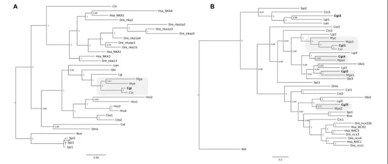 FIGURE 5 | Phylogenetic analysis of NKA (A) and NCX (B) from C. gigas and other metazoans