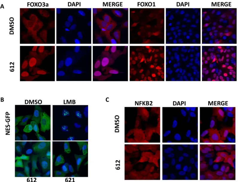 Fig 4. LOM612 specifically induces the nuclear translocation of endogenous FOXO proteins