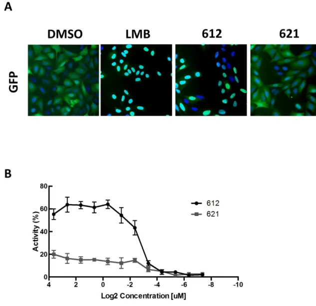 Fig 3. Primary screening identifies compounds capable of inducing FOXO translocation. (A) U2fox RELOC cells were treated either with DMSO, 4nM LMB, 10μM of compound LOM 612 or compound LOM 621 for 30 min