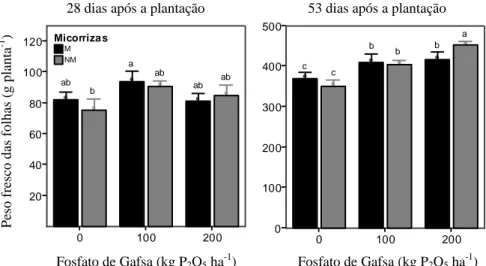 Figura  1    Peso  fresco  das  folhas  28  e  53  dias  após  a  plantação  da  alface  micorrizada  (M)  e  não  micorrizada (NM), com aplicação de doses crescentes de fosfato de Gafsa (0, 100 e 200 kg P 2 O 5  ha -1 )