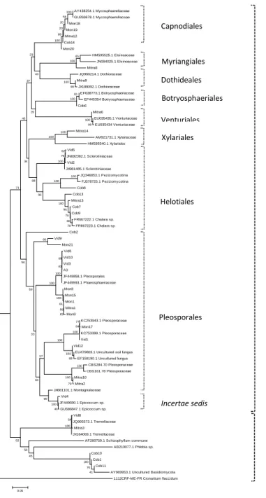 Figura 1. Dendrograma Filogenético exibindo as famílias de fungos presentes nas folhas analisadas