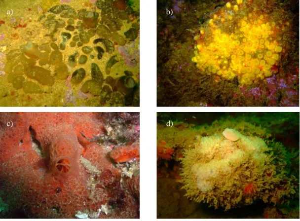 Figure  1.3  –  Cliona  viridis  (a),  Cliona  celata  (b),  Phorbas  fictitius  (c)  and  Dysidea  fragilis (d) pictured in situ, off the Algarve coast