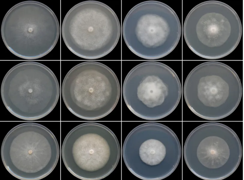 Fig 4. Colony morphology of Phytophthora crassamura isolate CBS 140357, P. megasperma isolate CBS 402.72 and P