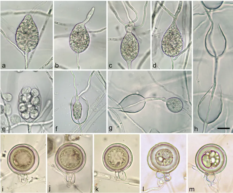 Fig 5. Morphological structures of Phytophthora crassamura formed on V8 Agar; a-h. Sporangia produced in nonsterile soil extract water; a