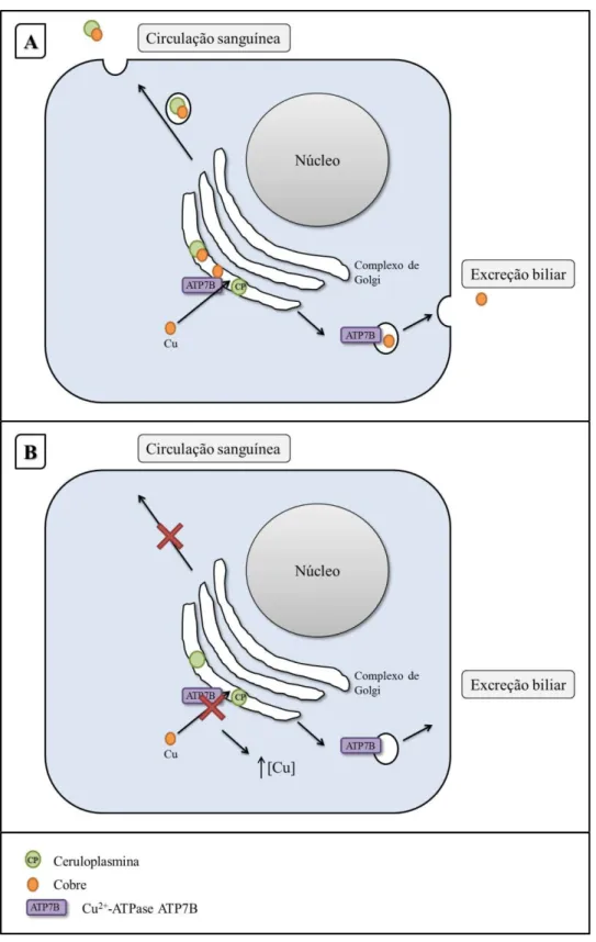 Figura 1.1 - Função da Cu 2+ -ATPase (ATP7B) no metabolismo do cobre. 