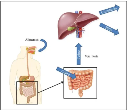 Figura  3.1  -  Trajeto  do  cobre  no  organismo.  Absorção  intestinal,  passagem  pelo  fígado  antes  da  libertação  para  a  circulação ou excreção para a bílis