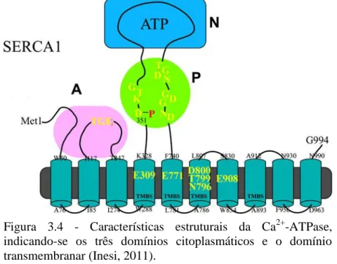 Figura  3.4  -  Características  estruturais  da  Ca 2+ -ATPase,  indicando-se  os  três  domínios  citoplasmáticos  e  o  domínio  transmembranar (Inesi, 2011)